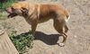 adoptable Dog in  named LIL RED