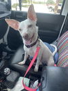 adoptable Dog in  named ROXY