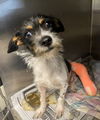 adoptable Dog in  named SPARK