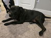 adoptable Dog in  named DRACO