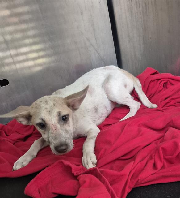 adoptable Dog in San Antonio, TX named NICKI