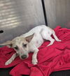 adoptable Dog in  named NICKI