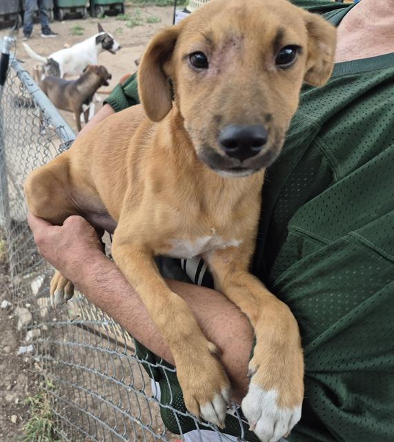 adoptable Dog in San Antonio, TX named MAMMOTH