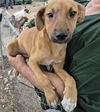 adoptable Dog in  named MAMMOTH