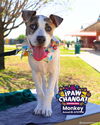 adoptable Dog in  named MONKEY