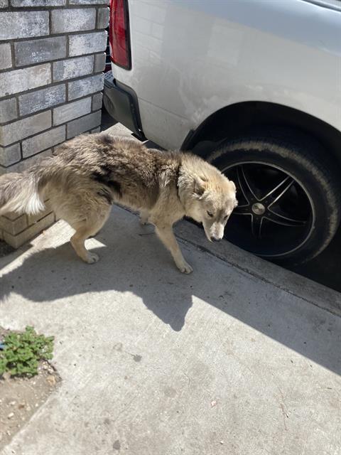 adoptable Dog in San Antonio, TX named ROCKY