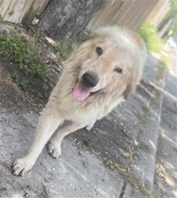 adoptable Dog in San Antonio, TX named CEUS