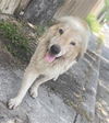 adoptable Dog in  named CEUS
