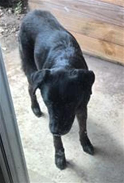 adoptable Dog in San Antonio, TX named MITCH