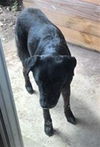 adoptable Dog in  named MITCH