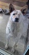 adoptable Dog in  named PETER