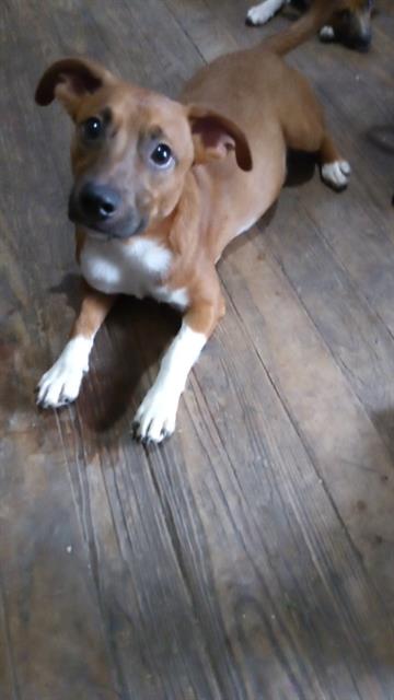 adoptable Dog in San Antonio, TX named PUP 1