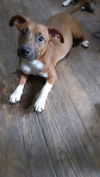 adoptable Dog in  named PUP 1