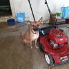 adoptable Dog in  named DOG 1