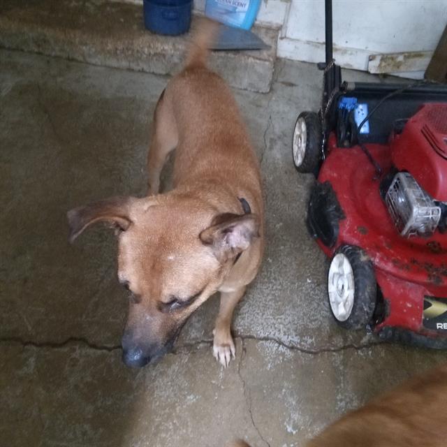 adoptable Dog in San Antonio, TX named DOG 2