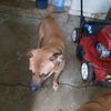 adoptable Dog in  named DOG 2