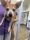 adoptable Dog in  named TITO