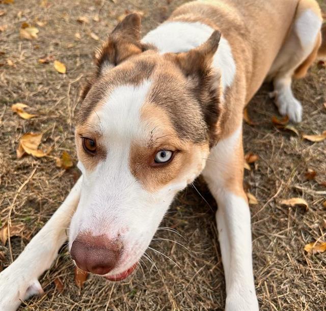 adoptable Dog in San Antonio, TX named TOEBY