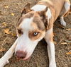 adoptable Dog in  named TOEBY
