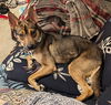 adoptable Dog in  named MAIA