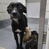 adoptable Dog in  named RAINA