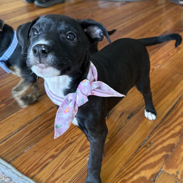 adoptable Dog in San Antonio, TX named NOVA