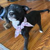 adoptable Dog in  named NOVA
