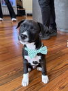 adoptable Dog in  named APOLLO