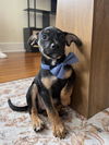 adoptable Dog in  named ORION
