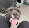 adoptable Dog in  named RONAN