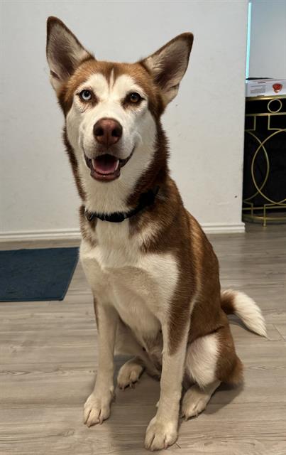 adoptable Dog in San Antonio, TX named AYLA