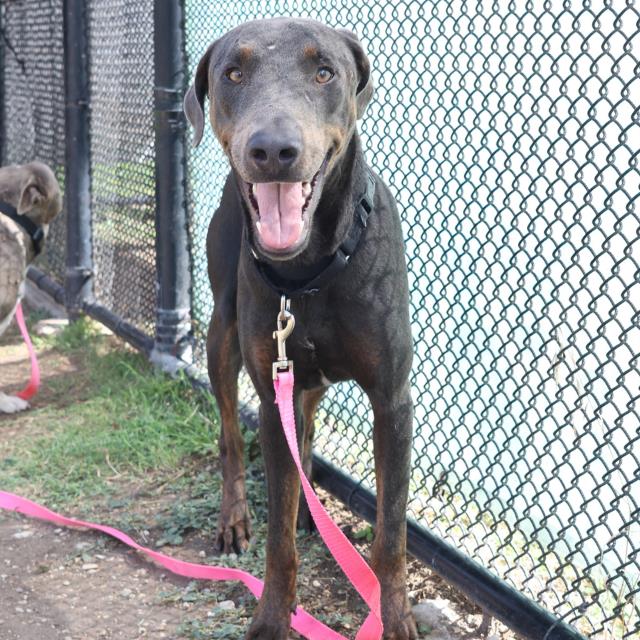 adoptable Dog in San Antonio, TX named NASH