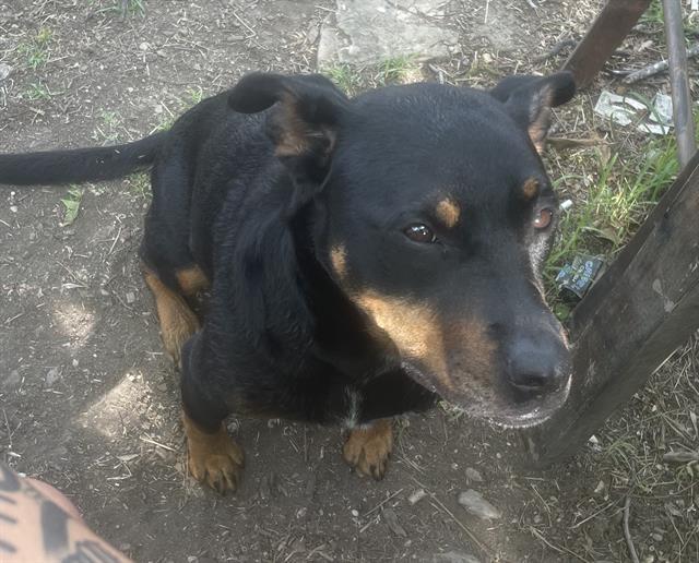 adoptable Dog in San Antonio, TX named BEEZUS
