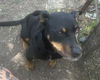 adoptable Dog in  named BEEZUS