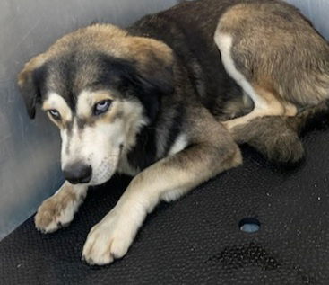 adoptable Dog in San Antonio, TX named BILLIE