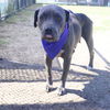 adoptable Dog in  named MERCEDES
