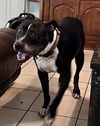 adoptable Dog in  named JACK