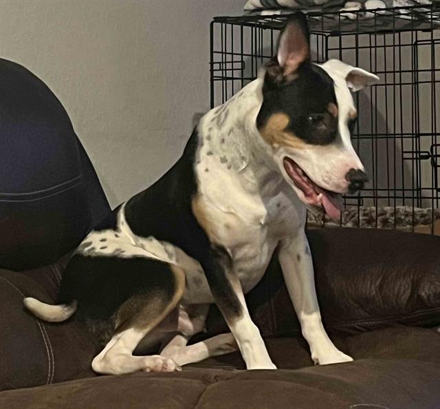 adoptable Dog in San Antonio, TX named ROCKET
