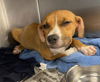 adoptable Dog in  named COCO