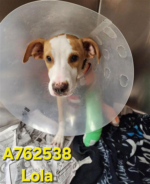adoptable Dog in San Antonio, TX named LOLA
