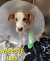 adoptable Dog in  named LOLA