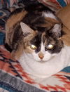 adoptable Cat in  named PENELOPE