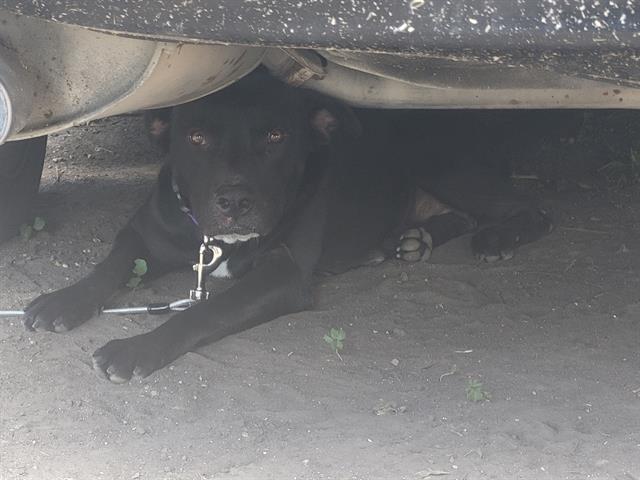 adoptable Dog in San Antonio, TX named BLACKIE