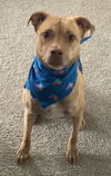 adoptable Dog in  named CHLOE