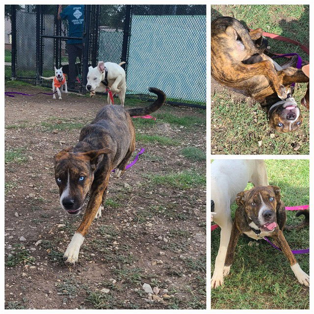 adoptable Dog in San Antonio, TX named SHERRIL
