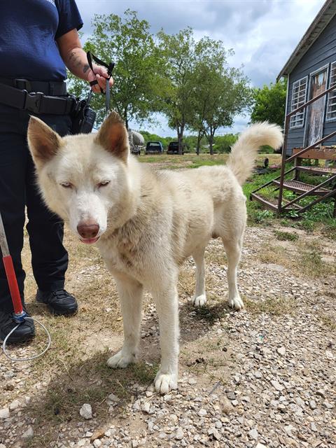 adoptable Dog in San Antonio, TX named GHOST