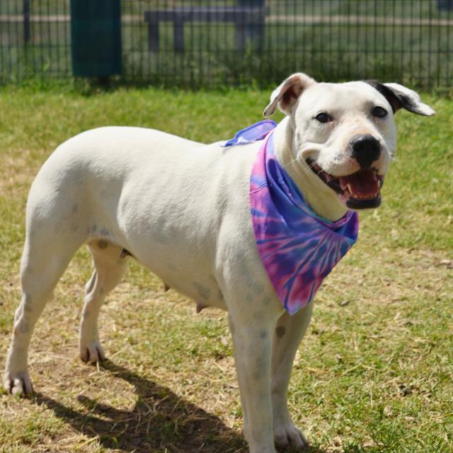 adoptable Dog in San Antonio, TX named FIFI