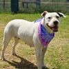 adoptable Dog in  named FIFI