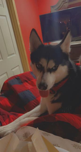 adoptable Dog in San Antonio, TX named JUDE