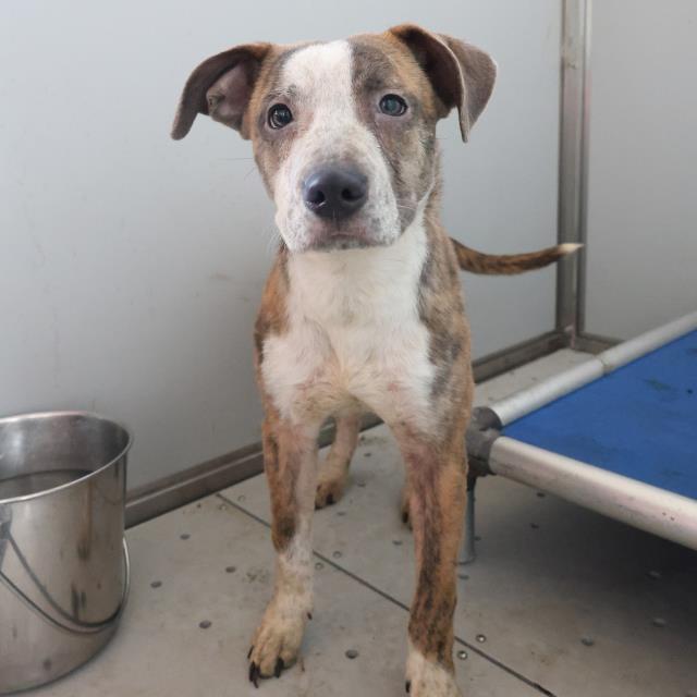adoptable Dog in San Antonio, TX named SANSA